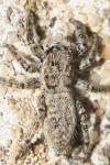 Menemerus taeniatus