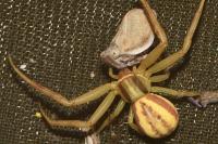 Runcinia grammica