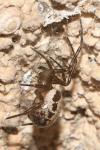 Steatoda nobilis