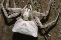Thomisus onustus