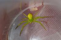 Ebrechtella tricuspidata