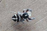 Pellenes nigrociliatus