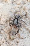 Menemerus taeniatus