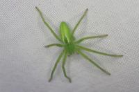 Micrommata virescens