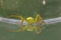 Ebrechtella tricuspidata