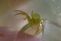 Ebrechtella tricuspidata