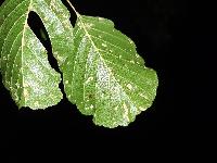 Acalitus brevitarsus