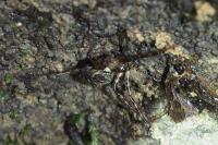 Metellina merianae