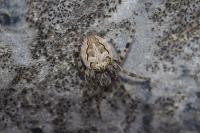Larinioides sclopetarius