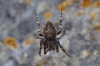 Larinioides sclopetarius