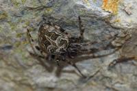Larinioides sclopetarius