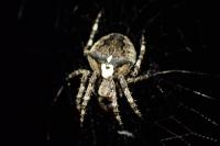 Araneus angulatus