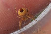Agalenatea redii