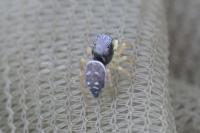 Heliophanus