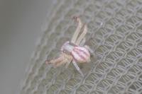 Runcinia grammica