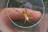 Argiope bruennichi