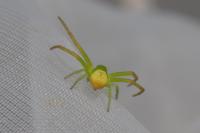 Ebrechtella tricuspidata