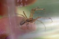 Linyphia triangularis