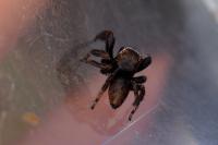 Evarcha arcuata