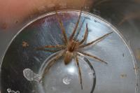 Pisaura mirabilis
