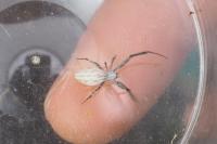 Uloborus walckenaerius