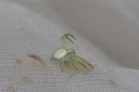 Misumena vatia
