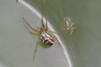 Mangora acalypha