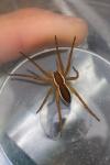 Dolomedes fimbriatus / Dolomedes plantarius