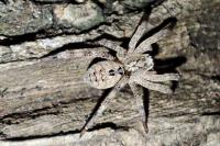 Zoropsis spinimana