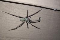 Eratigena