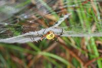Argiope bruennichi