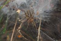 Agelena labyrinthica
