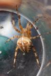 Araneus diadematus