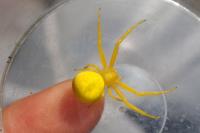 Misumena vatia