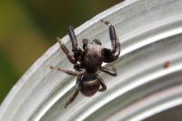 Evarcha arcuata
