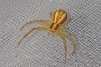 Runcinia grammica