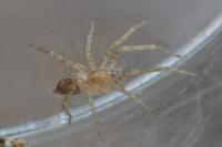 Anyphaena accentuata