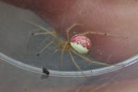 Enoplognatha ovata