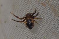 Synema globosum