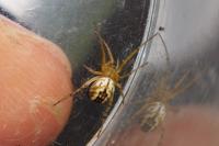 Mangora acalypha