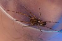 Linyphia triangularis