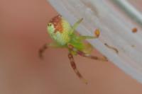 Ebrechtella tricuspidata