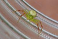 Ebrechtella tricuspidata