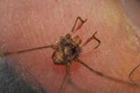Dicranopalpus ramosus