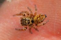 Carrhotus xanthogramma