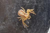Xysticus