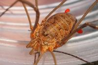 Phalangium opilio