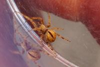 Agalenatea redii