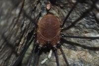Leiobunum rotundum