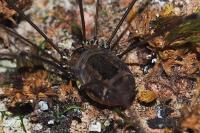 Leiobunum rotundum